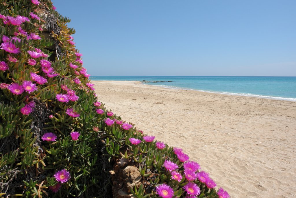 Terrazza con vista sulla spiaggia di San Lorenzo a Noto con lettini e palme